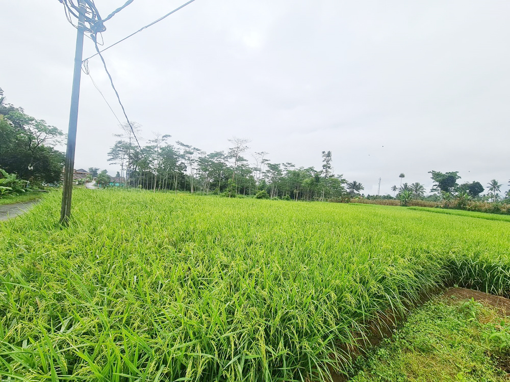 Dijual Tanah Sawah 2 Petak di Caringin Sukabumi Dekat SMP Negeri 1 Caringin, Kantor Desa Caringin Wetan, Polsek Caringin, RS Betha Medika